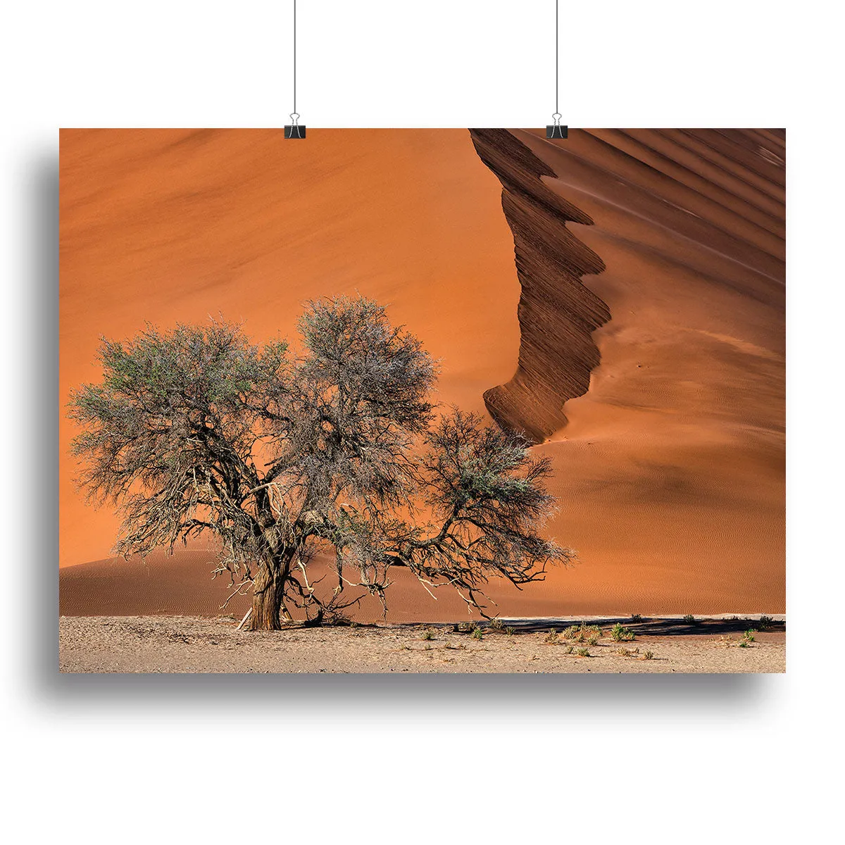 Acacia In The Desert Canvas Print or Poster