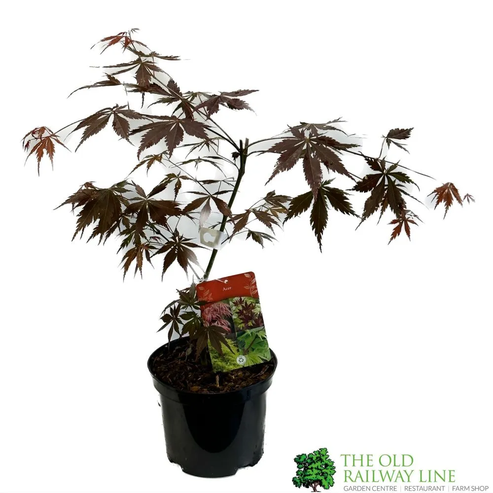 Acer Palmatum Atropurpurea 3Ltr Pot