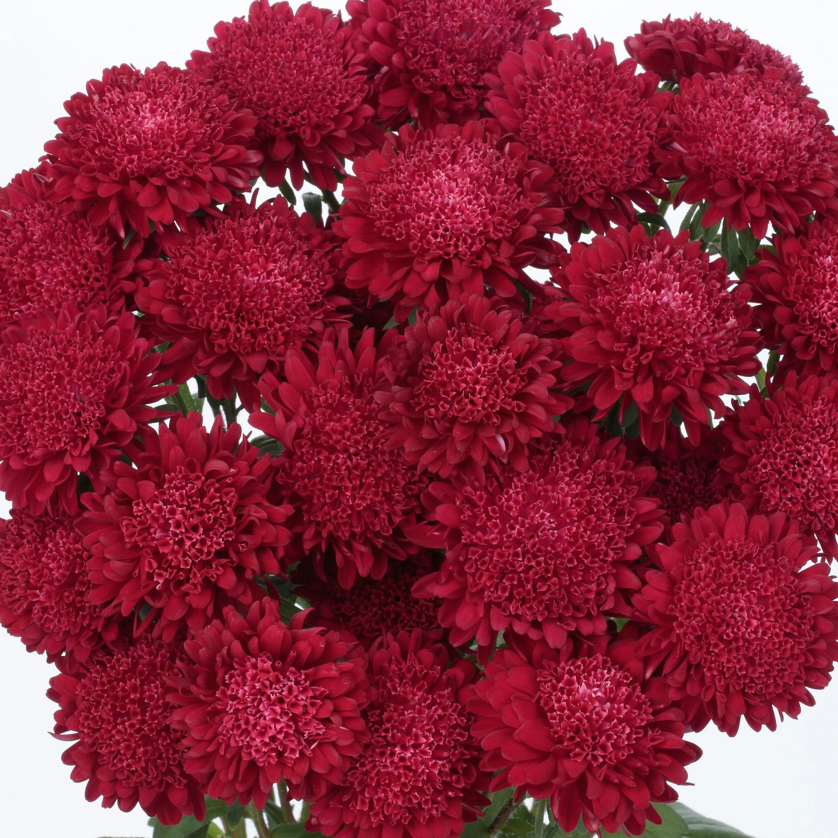 Aster Bonita Scarlet Flower Seeds