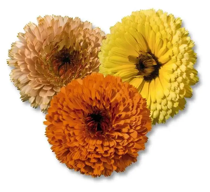 Calendula Touch of Red Mix Flower Seeds