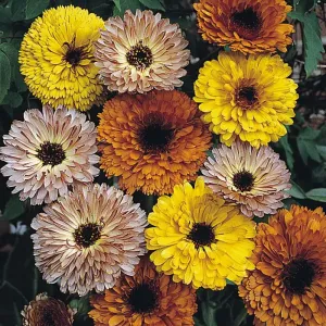 Calendula Touch of Red Mix Flower Seeds