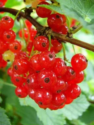 Currant:  'Red'  8" (BL)