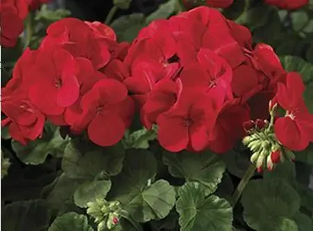 Geranium Maverick Scarlet Flower Seeds