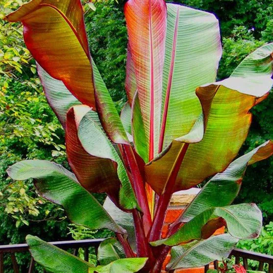 Red Banana Tree