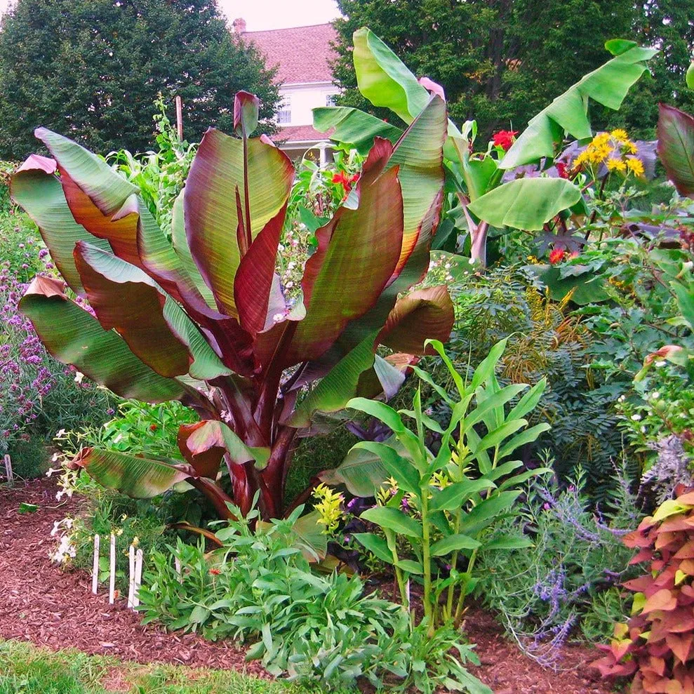 Red Banana Tree