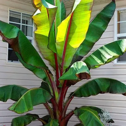 Red Banana Tree