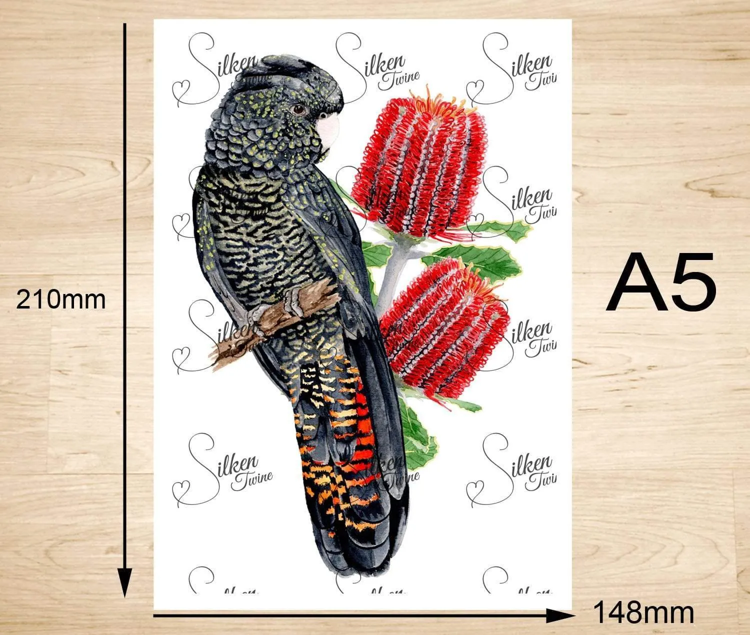 Red Tailed Black Cockatoo Female Art Print