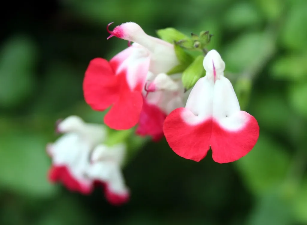 Salvia microphylla 'Hot Lips'