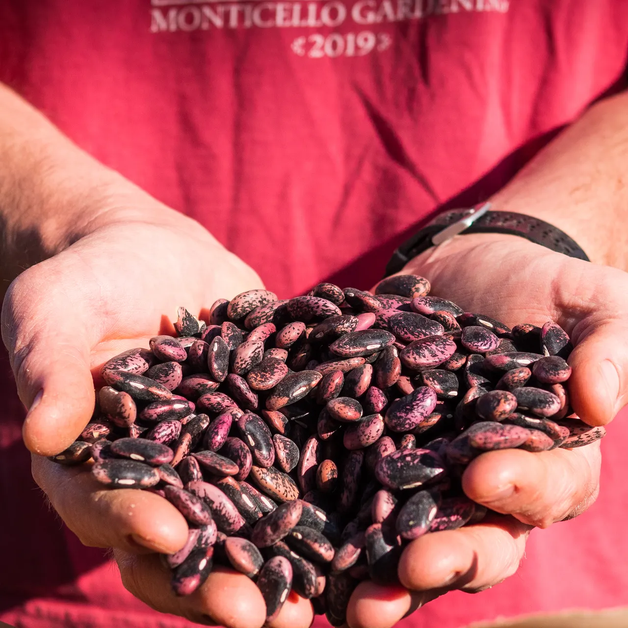 Scarlet Runner Bean Seeds (Phaseolus coccineus)